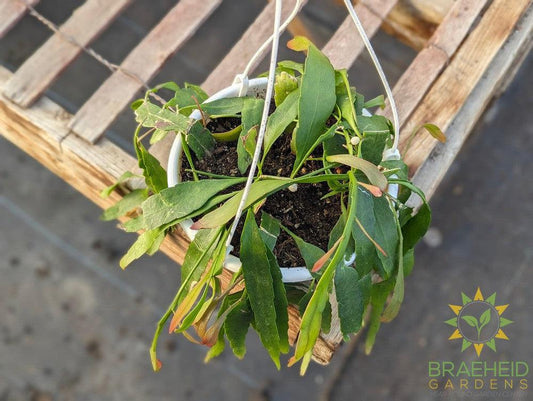 Red mistletoe Cactus Pseudorhipsalis Ramulosa