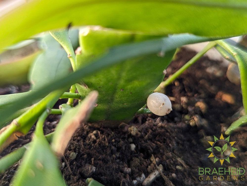 Red mistletoe Cactus Pseudorhipsalis Ramulosa