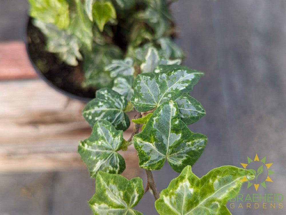 Kolibri English Ivy
