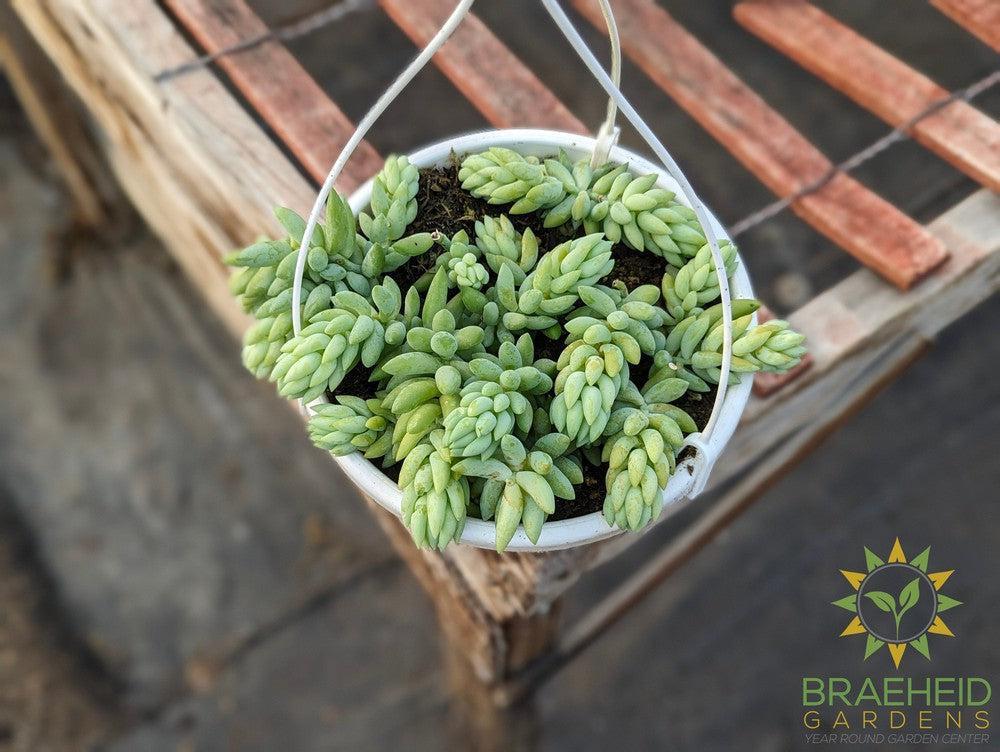 Pointy Burros Tail Hanging Basket