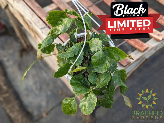 Rhipsalis Oblonga Hanging Basket