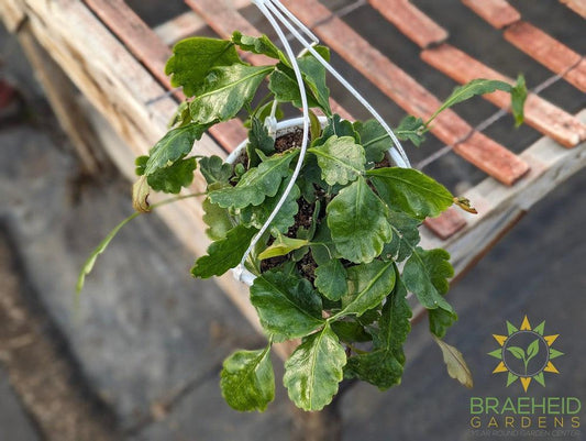 Rhipsalis Oblonga Hanging Basket