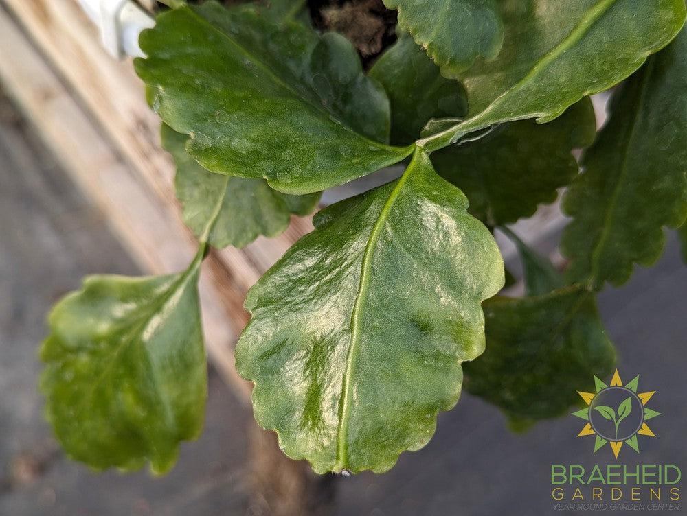 Rhipsalis Oblonga Hanging Basket