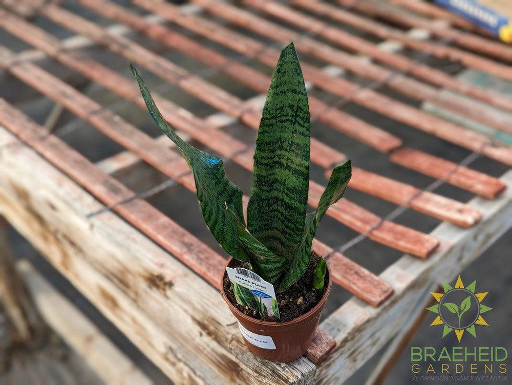 Sansevieria Futura Robusta