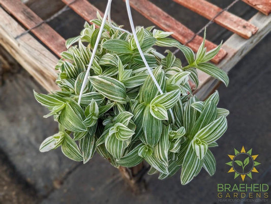 Tradescantia Albiflora Variegated Hanging Basket