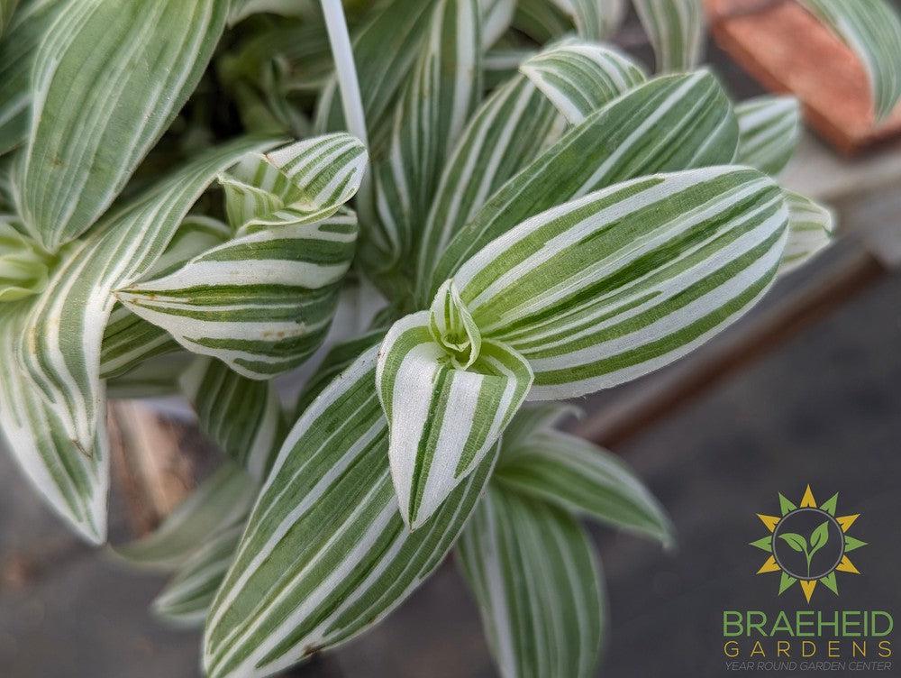 Tradescantia Albiflora Variegated Hanging Basket