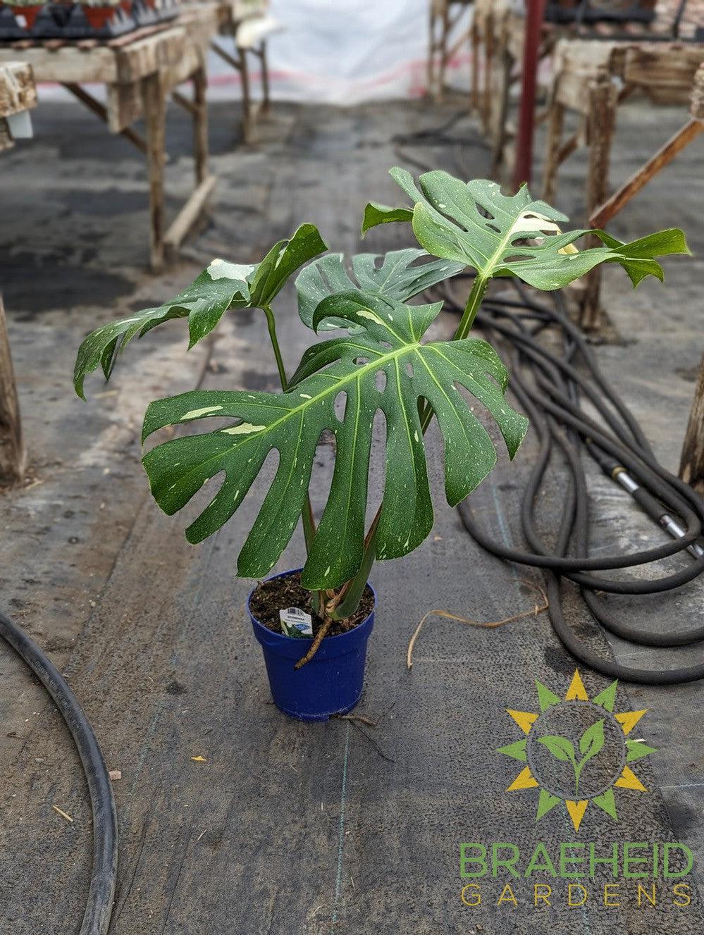 Thai constellation Monstera