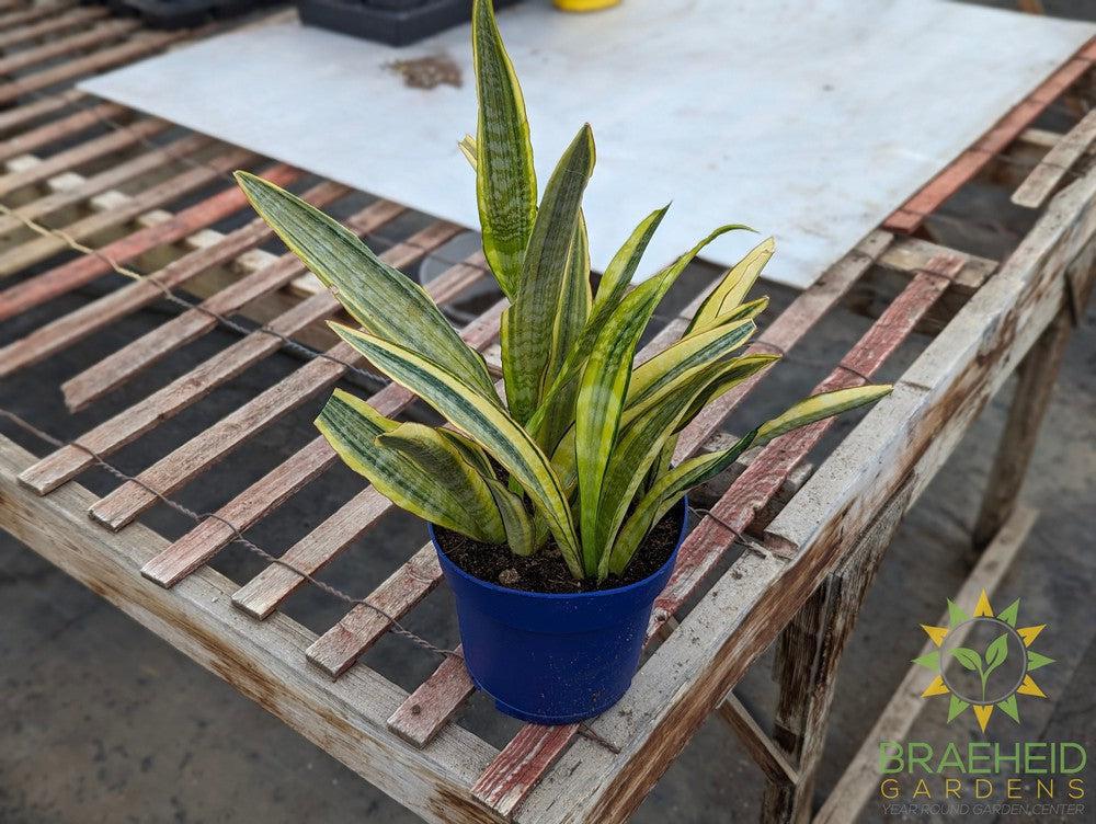 Sansevieria Lauren - NO SHIP -