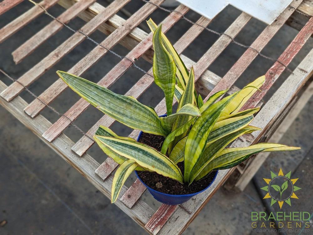 Sansevieria Lauren - NO SHIP -