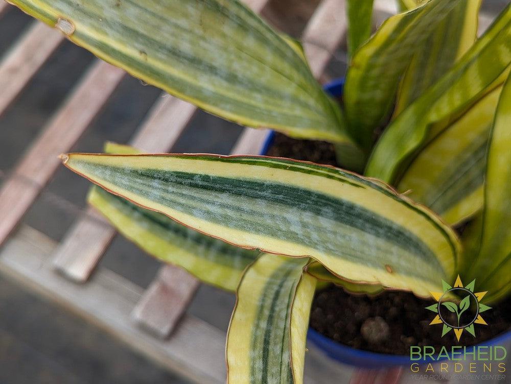 Sansevieria Lauren - NO SHIP -