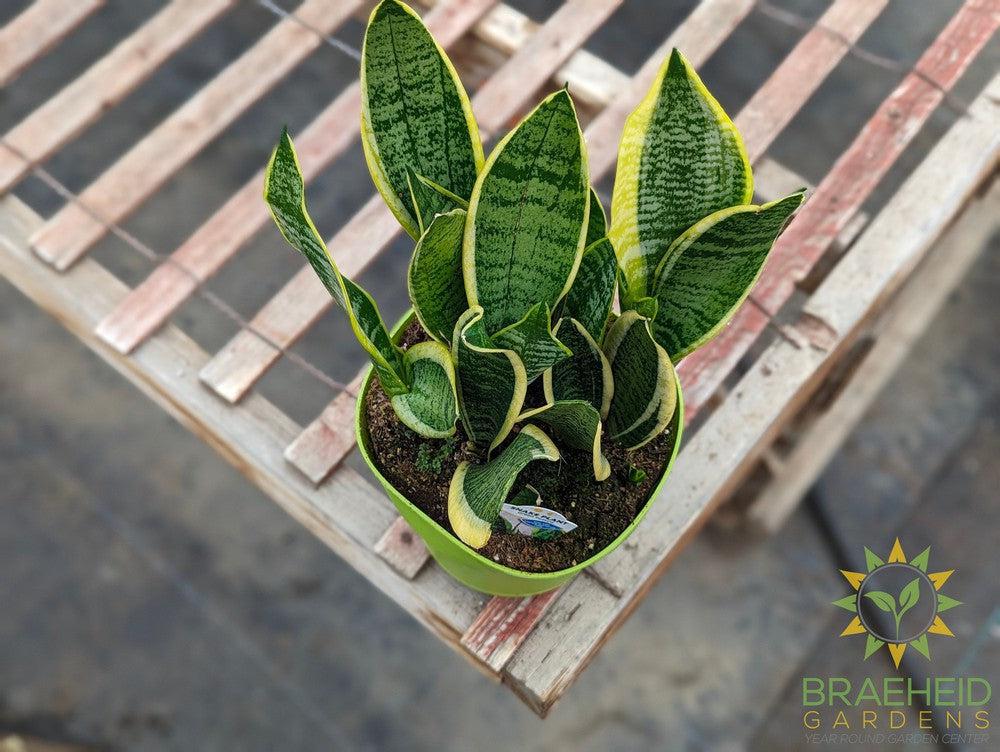 Large Sansevieria Superba - NO SHIP