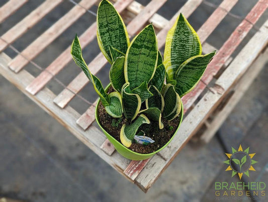 Large Sansevieria Superba - NO SHIP