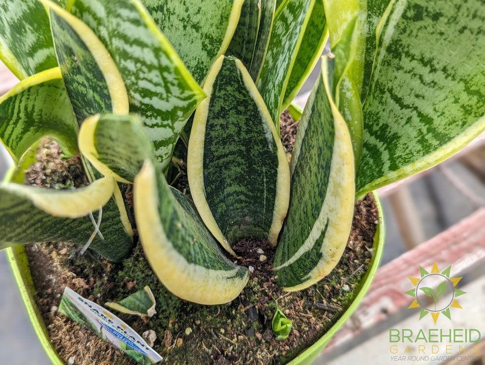 Large Sansevieria Superba - NO SHIP