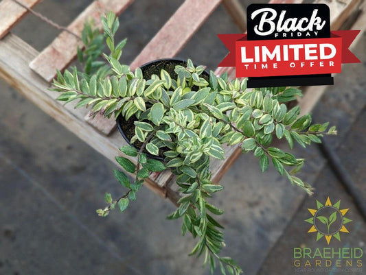 Bolero Bicolor Lipstick plant