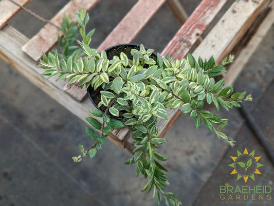 Bolero Bicolor Lipstick plant