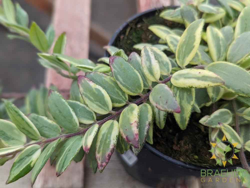 Bolero Bicolor Lipstick plant