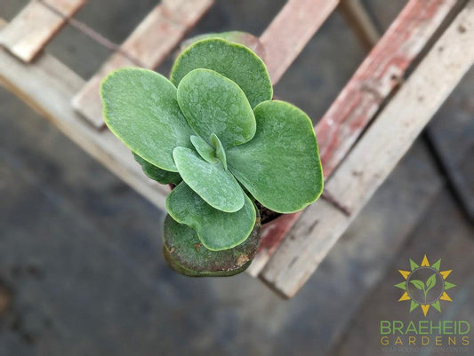 Kalanchoe Desert Rose