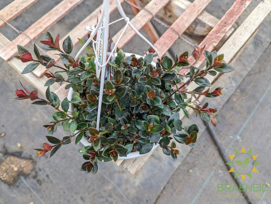 Goldfish Shady Lady Heidy Hanging Basket