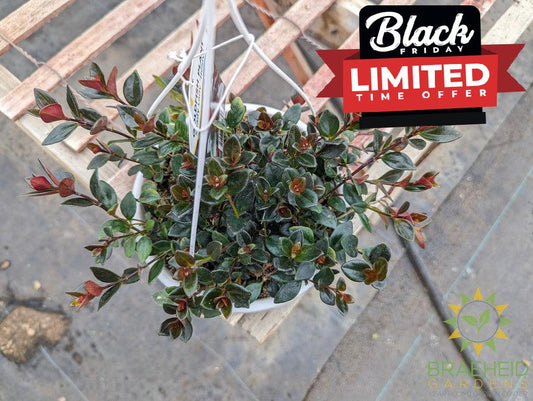 Goldfish Shady Lady Heidy Hanging Basket