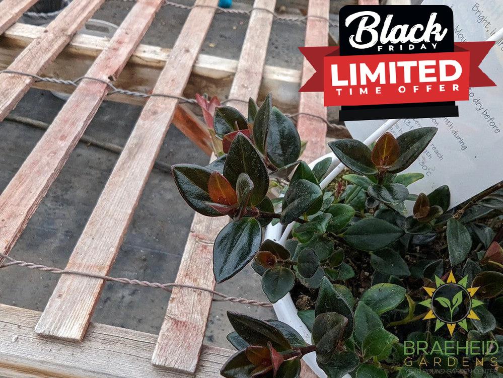 Goldfish Shady Lady Heidy Hanging Basket