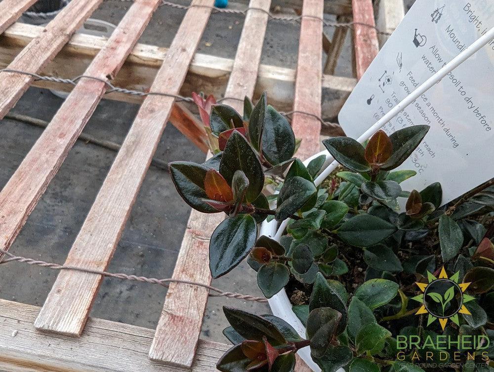 Goldfish Shady Lady Heidy Hanging Basket