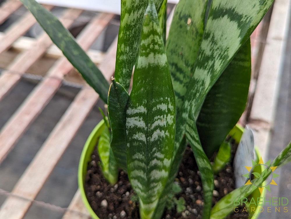 Large Black Coral Sansevieria - NO SHIP