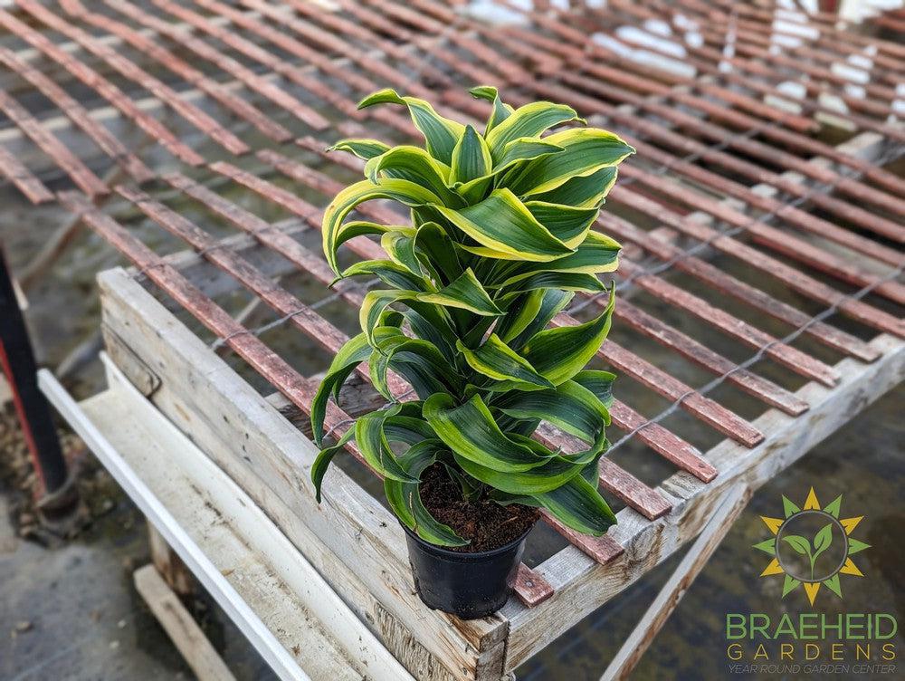 Dracaena Reflexa Tornado
