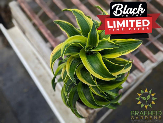 Dracaena Reflexa Tornado