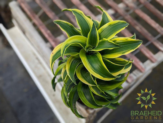 Dracaena Reflexa Tornado