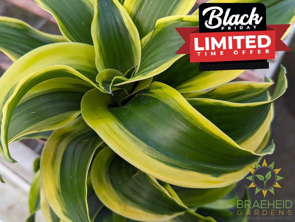 Dracaena Reflexa Tornado