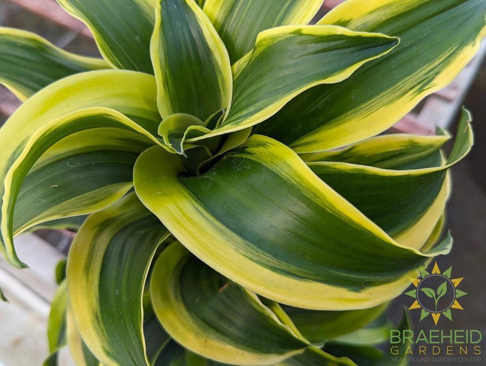 Dracaena Reflexa Tornado