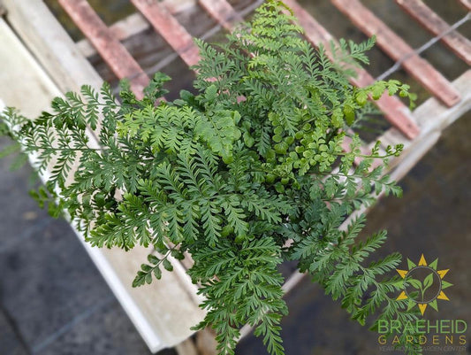 Parvati Asplenium Fern