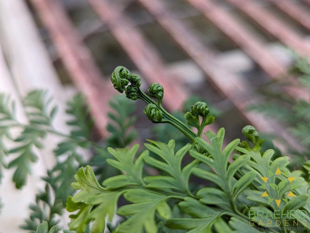 Parvati Asplenium Fern