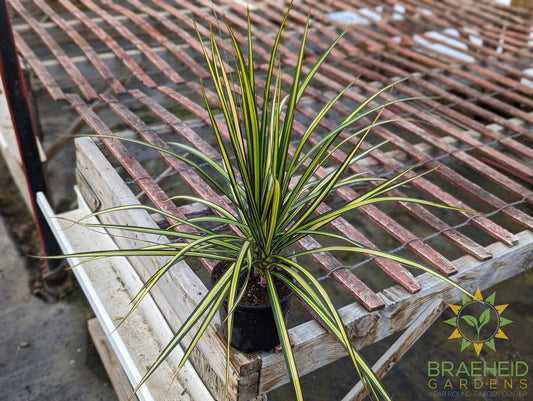 Dragon Tree Kiwi - Dracaena Marginata