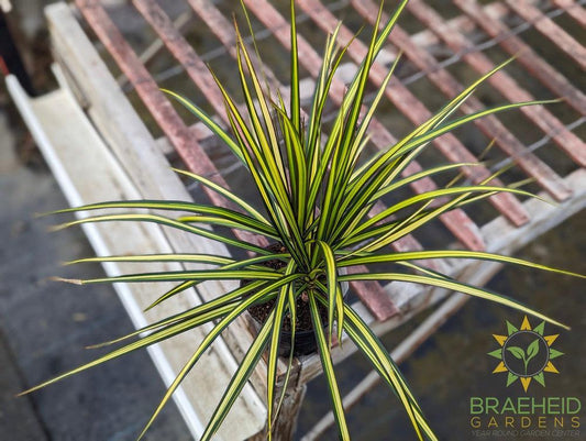 Dragon Tree Kiwi - Dracaena Marginata