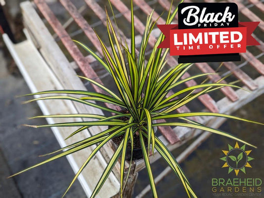 Dragon Tree Kiwi - Dracaena Marginata