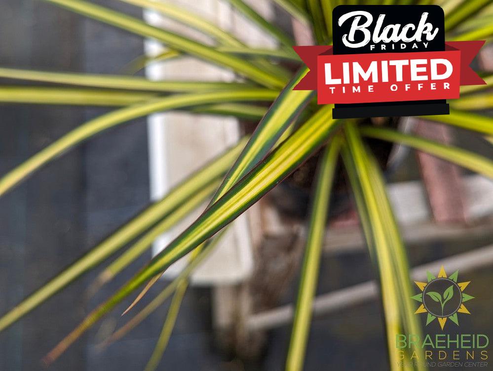 Dragon Tree Kiwi - Dracaena Marginata