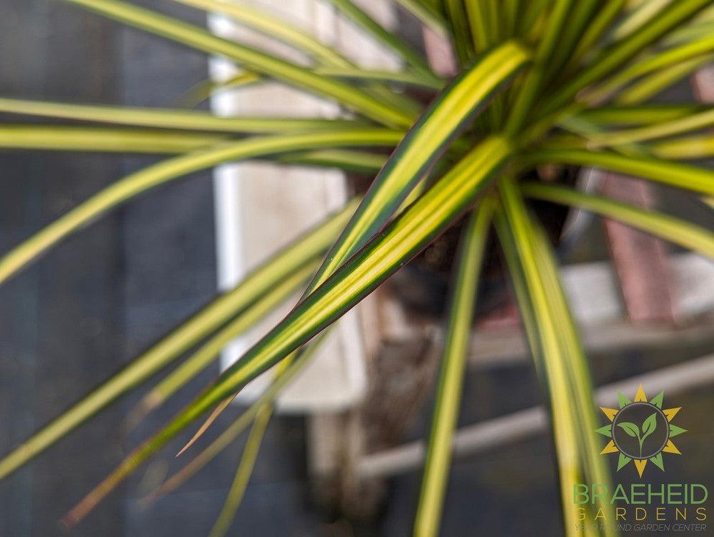 Dragon Tree Kiwi - Dracaena Marginata