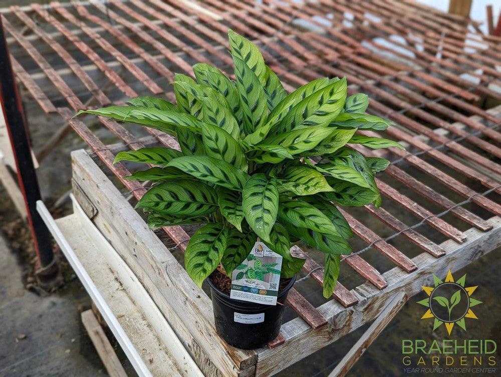 Calathea Leopardina PW