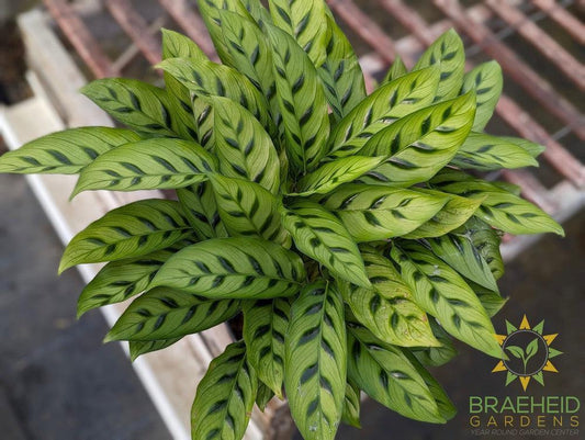 Calathea Leopardina PW