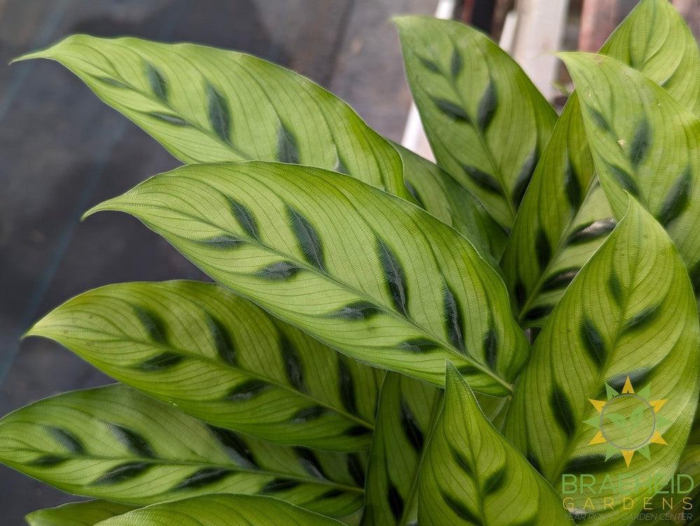 Calathea Leopardina PW