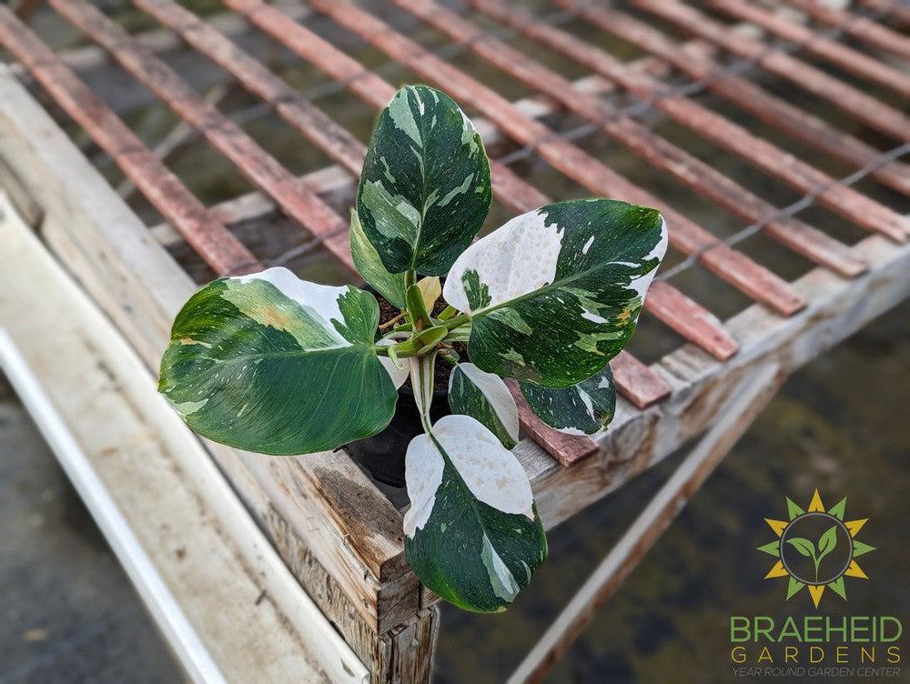 Philodendron - White Wizard
