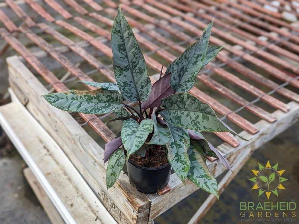 Apoballis Acuminatissima