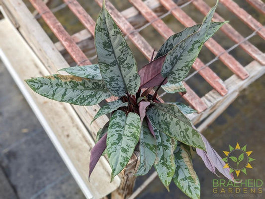 Apoballis Acuminatissima