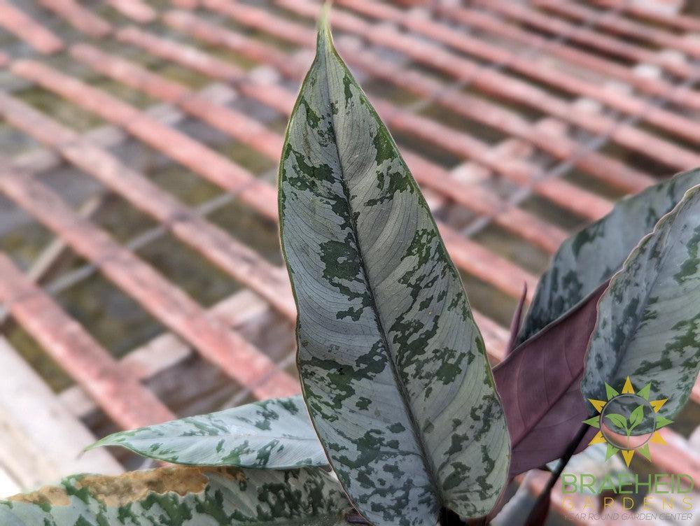 Apoballis Acuminatissima