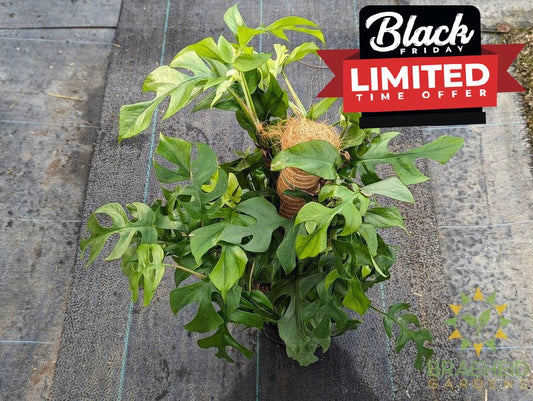 Raphidophora Tetrasperma on a Pole