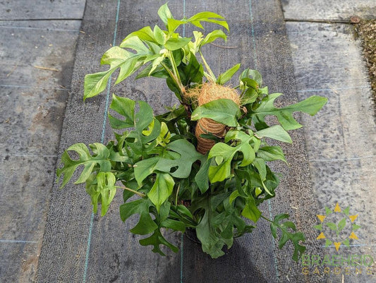 Raphidophora Tetrasperma on a Pole