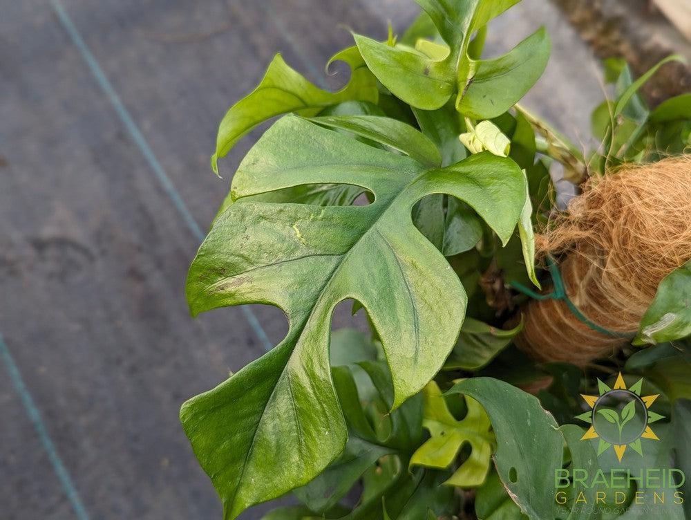 Raphidophora Tetrasperma on a Pole