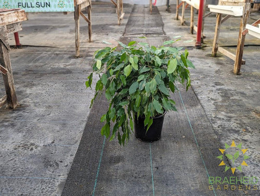 Large weeping Ficus Benjamina - NO SHIP -