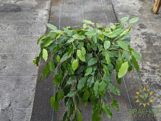 Large weeping Ficus Benjamina - NO SHIP -